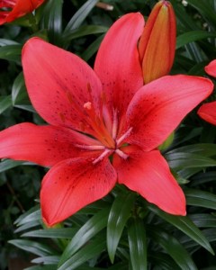 Lilium Happy Heart